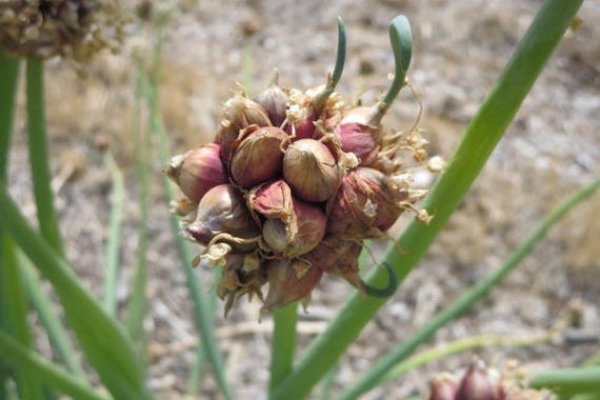 Кракен даркнет krawebes